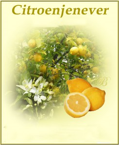Citroenjenever